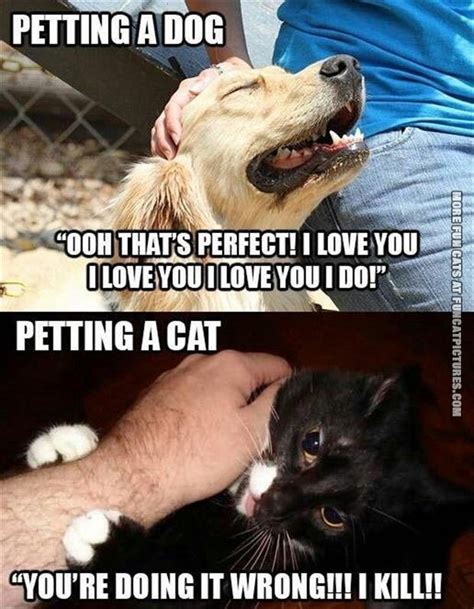 Dog Vs Cats: Who Wins? - Litter Tray | Memes