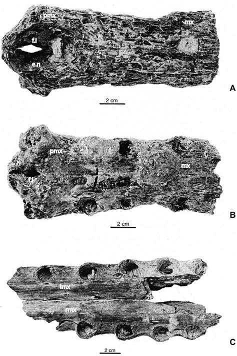 Gavialidae indet. (A,B) Specimen BRSUG 27380. Anterior part of a snout ...