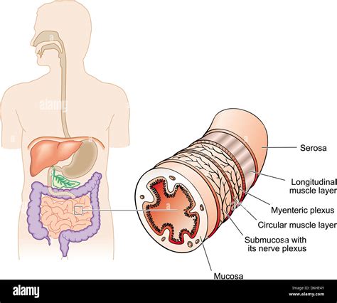 Chyme hi-res stock photography and images - Alamy