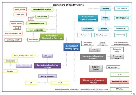 Biomarkers Of Health Aging | Healthy aging, Aging, Chronological age