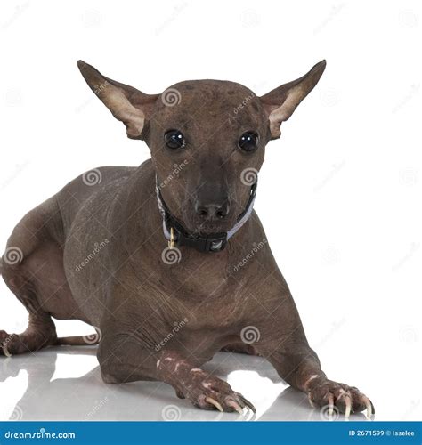 Peruvian Hairless Dog stock image. Image of purebred, skin - 2671599