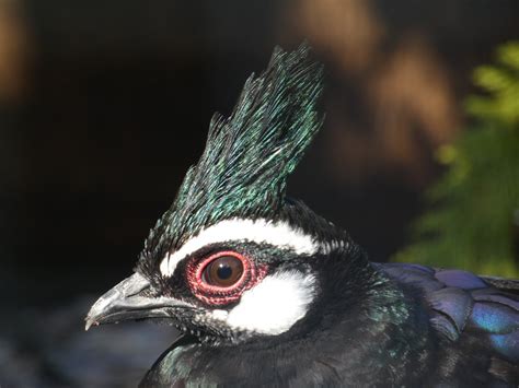 Palawan Peacock-pheasant - ZooChat