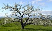 Apple Tree Pictures: Photos, Images of Apple Trees