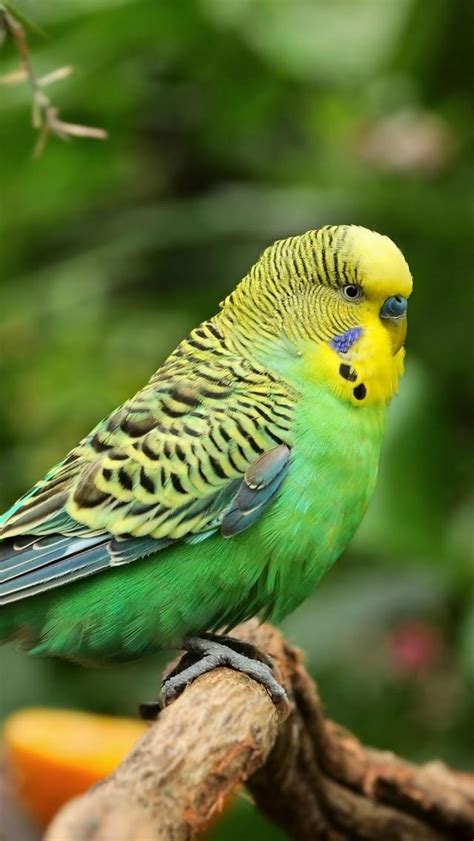 10 best images about Budgerigar on Pinterest | Cats, Feathers and Blue