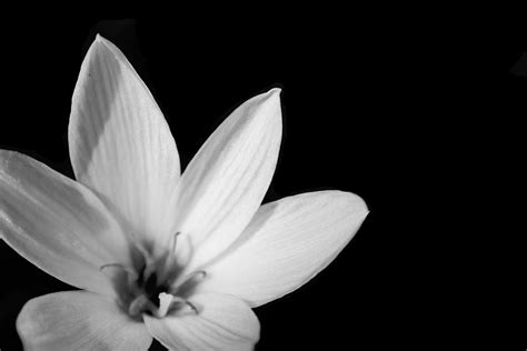 Black And White Flower Background 3 Free Stock Photo - Public Domain Pictures