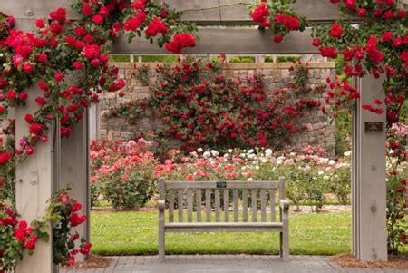 the bench in a rose garden - Flowers & Nature Background Wallpapers on ...