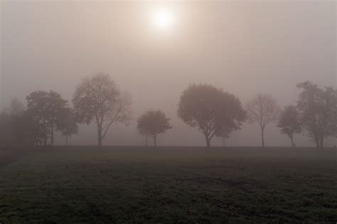 Free Images : tree, nature, cold, fog, sunrise, mist, field, sunlight, morning, dawn, atmosphere ...