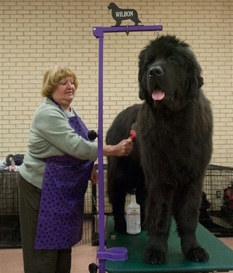 Newfoundland Dog | Worlds largest dog, Big dog breeds, Large dog breeds