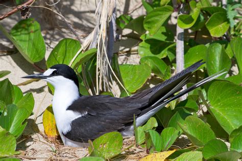 Sooty Tern | Audubon Field Guide