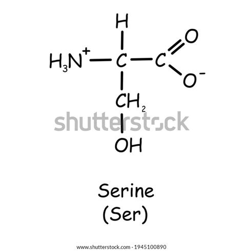 Amino Acid Chemical Structure Serine Ser Stock Illustration 1945100890 | Shutterstock