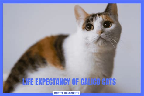 Shorter Lives: The Truth About Calico Cats and Their Life Expectancy ...