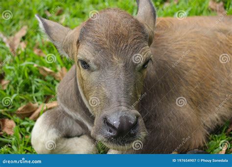 Cute Baby Buffalo in Farm,Cute Animal. Farmer`s Friend Stock Image - Image of cute, calf: 197654907