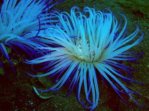 Real Monstrosities: Tube Anemone