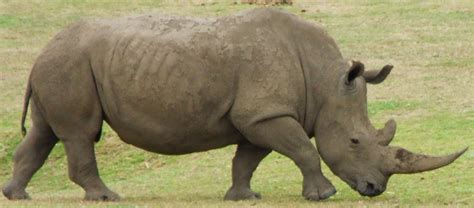 File:Rhino 2.jpg