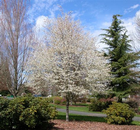 Spring Flurry® Serviceberry Tree Form | Natorp's Online Plant Store