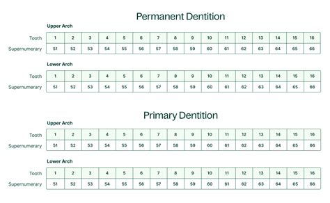 Charting Supernumerary Teeth [Chart Included] - Dandy