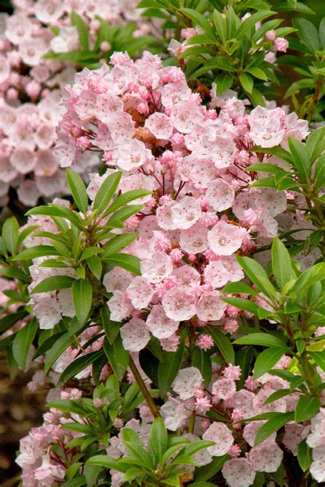 Elf Dwarf Mountain Laurel, Kalmia latifolia 'Elf', Monrovia Plant