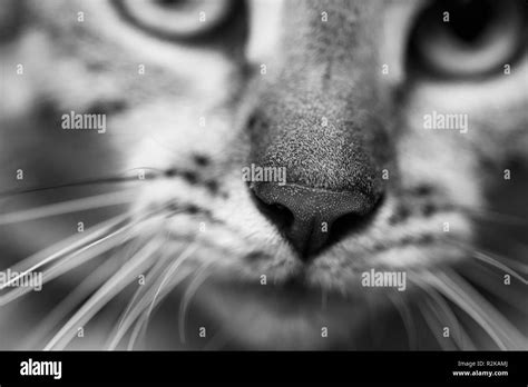 Partial face of a rare Egyptian Mau cat Stock Photo - Alamy