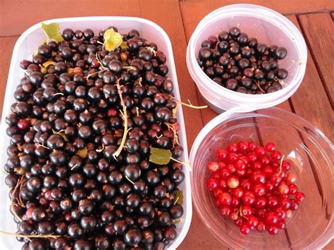 Las recetas de Ana: Mermelada de grosellas negras