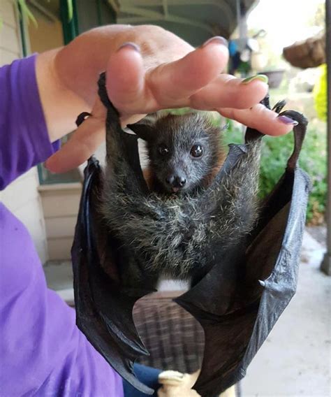 flying fox baby bat | Cute bat, Baby bats, Animals beautiful