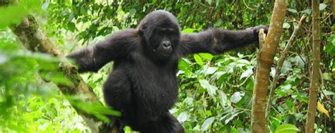 Guide to Gorilla Trekking | Tips, Recommendations & Advice