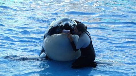 Dawn Brancheau SeaWorld Trainer Killed - Photo 6 - CBS News