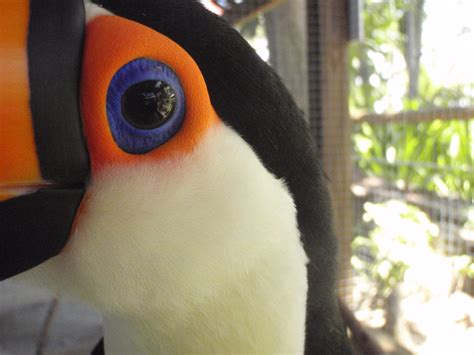 Eye of the Toucan | Adventures in Toucanland