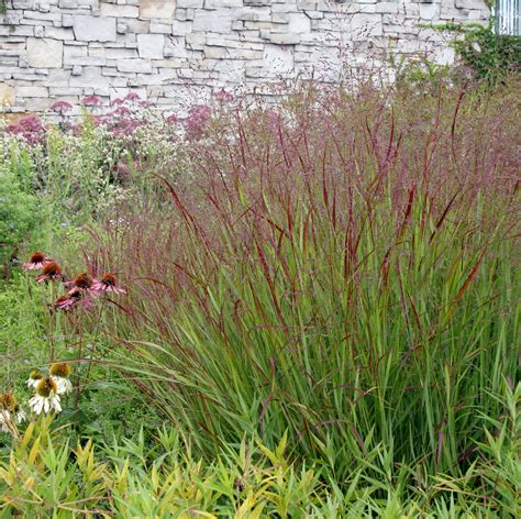 Switchgrass Landscape