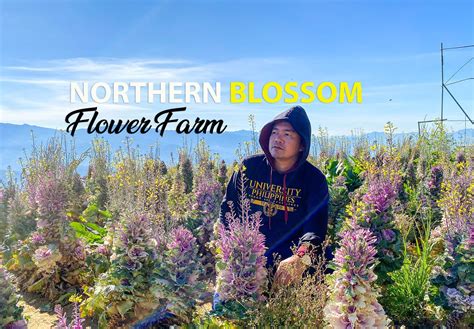 Northern Blossom Flower Farm Travel Guide Blog - Escape Manila