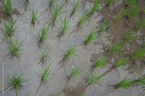 rice planting Stock Photo | Adobe Stock