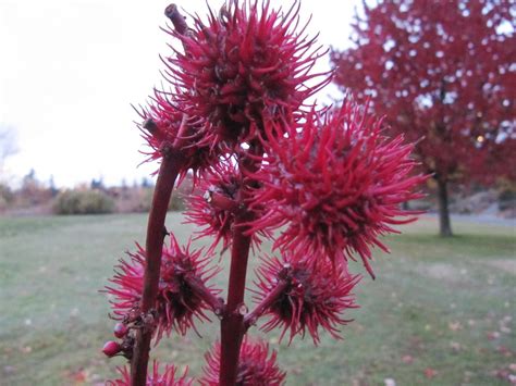 UBC Botanical Gardens.. autumn arrived.. | UBC Botanical Gar… | Flickr