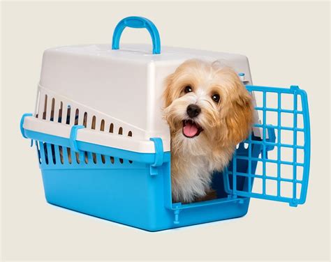 How Much Does It Cost To Transport A Puppy