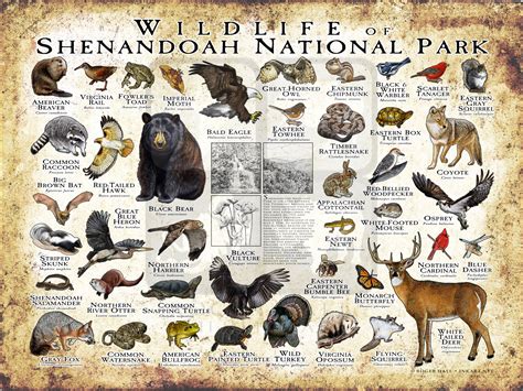 Wildlife of the Shenandoah National Park Poster print