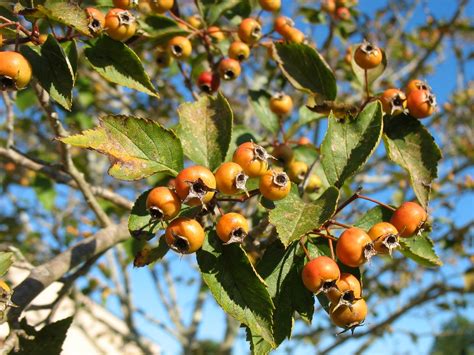 Using Georgia Native Plants: Fall Fruit