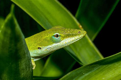 Green Anole Care Sheet