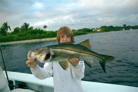 Snook Season Closing December 15th in Atlantic Waters - Florida Sportsman