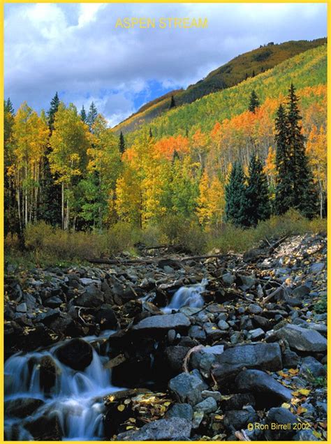 Colorado Nature and Wildlife Images, Aspen Stream | Aspen colorado ...