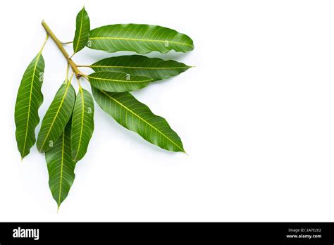 Mango leaves on white background. Copy space Stock Photo - Alamy