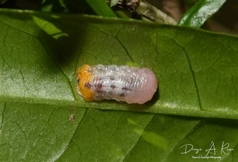 Diptera.info - Discussion Forum: Syrphidae larvae - Ocyptamus sp?