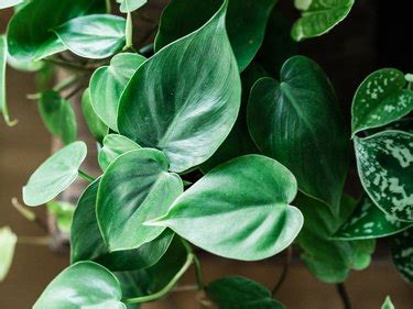 The Poinsettia Leaves Are Curling & Turning Yellow | Hunker