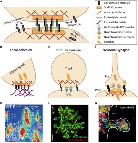 Frontiers | The Molecular Architecture of Cell Adhesion: Dynamic Remodeling Revealed by ...