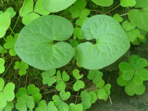 Ground Cover For Wildlife Garden - ground cover good