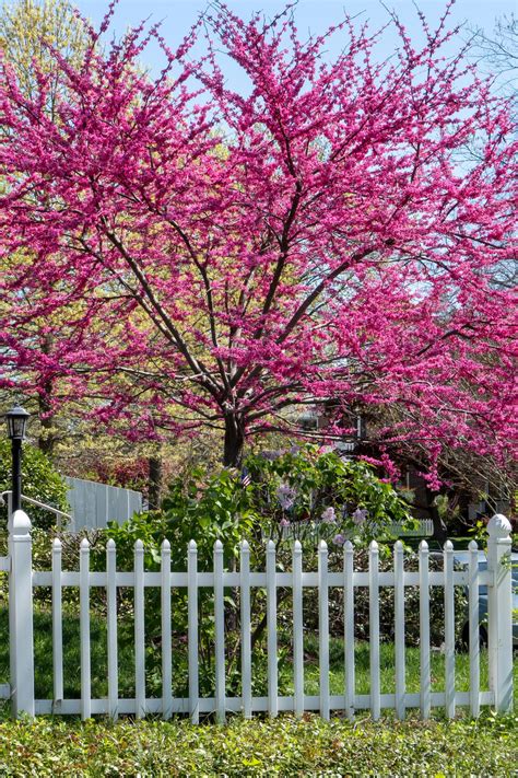 How to Choose, Plant and Grow a Redbud Tree | HGTV