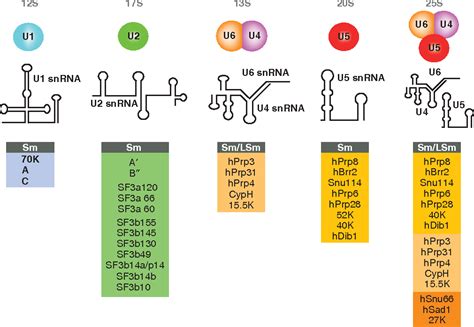 Figure 2 from Spliceosome structure and function. | Semantic Scholar