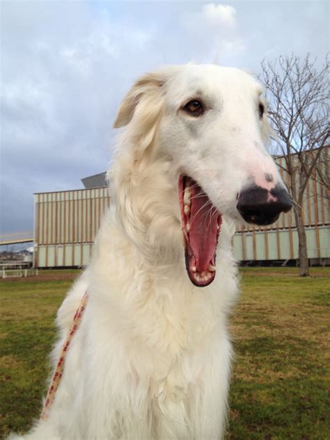 Borzoi yawn 02-06-2015 Pet Care Dogs, Pet Dogs Puppies, Creepy Animals, Cute Animals, Funny ...