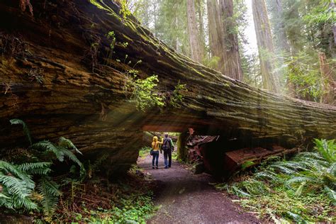 two people are walking under a fallen tree