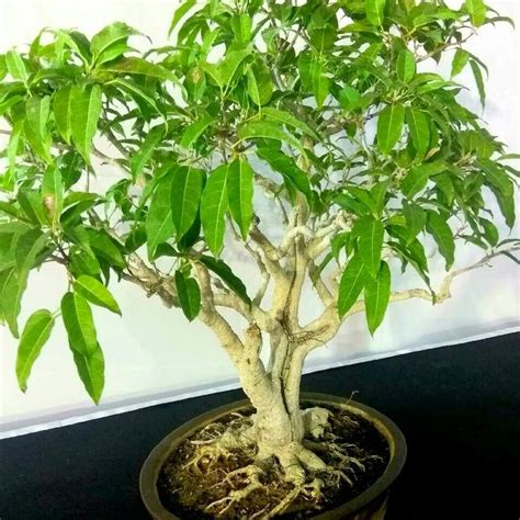 Bonsai mango tree | Bonsai tree, Bonsai tree types, Bonsai fruit tree