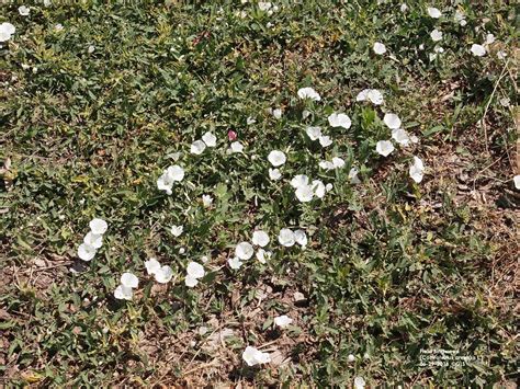 Field Bindweed | UNL Beef