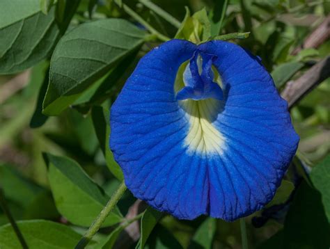 butterfly pea flower plant for sale - Viki Cave