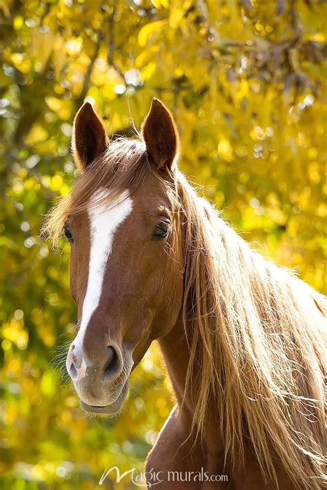 Long Maned Horse in Autumn Wallpaper Mural by Magic Murals